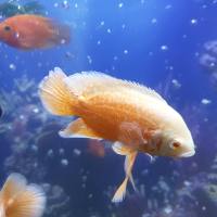 7 Factors That Lead To Cloudy Fish Tank Water